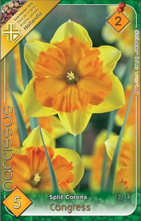 Narcis Split Corona - Congress 5ks
