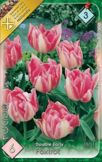 Tulipán Double Foxtrot 6ks, skoré