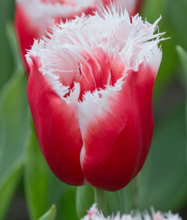 Tulipán New Santa 7ks