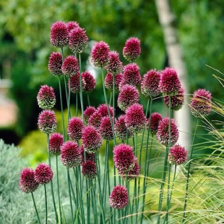Allium sphaerocephalon 30ks, 5/7cm