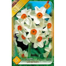 Narcis Tazetta Geranium 5ks