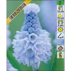 Muscari Azureum 10ks