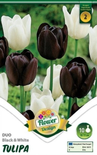 Tulipán Duo Black & White 6ks