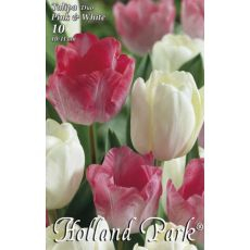 Tulipán Duo PinkWhite 6ks