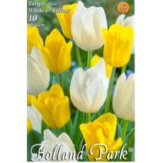 Tulipán Triumph Duo White &Yellow 6ks