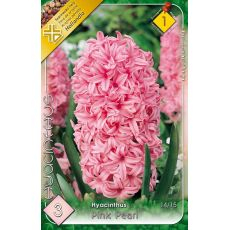 Hyacint Pink Pearl 3ks