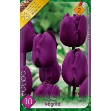 Tulipán Triumph Negrita 6ks