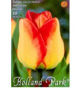 Tulipán Darwin Hybrid American Dream 6ks
