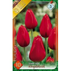Tulipán Single Late Kingsblood 7ks