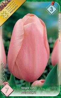 Tulipán Single Late Menton 7ks