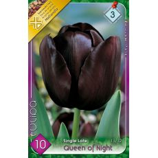 Tulipán Queen of night 7ks