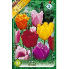 Tulipán Cris/Frin mix 8ks