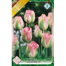 Tulipán Viridiflora Groenland 7ks
