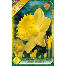 Narcis Trumpet Dutch Master 5ks