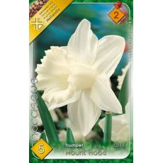Narcis Mount Hood 4ks