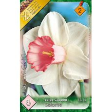 Narcis Large Cupped Salome 5ks