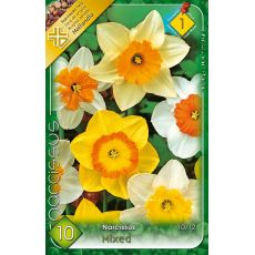 Narcis Large flowered mix 8ks