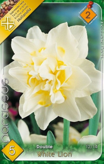 Narcis Double White Lion 5ks