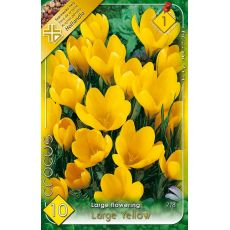 Krokus Large Yellow 6ks