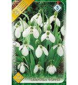 Galanthus elwesii 10ks