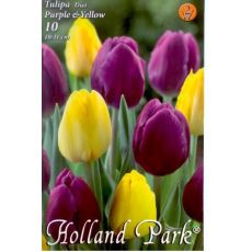 Tulipán Triumph Duo Purple & Yellow 6ks