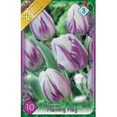 Tulipán Flaming Flag 6ks