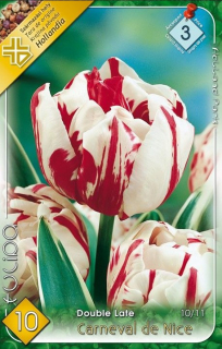 Tulipán CarnevalDeNic 7ks