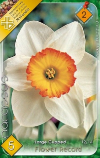 Narcis Large Cupped Flower Record 5ks