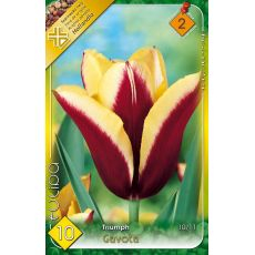 Tulipán Gavota 6ks