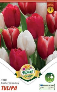 Tulipán Trio Easter Monday 6ks