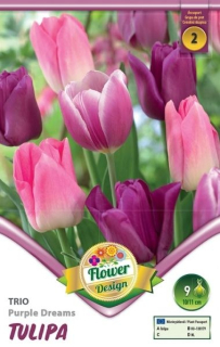 Tulipán Trio Purple Dreams 6ks