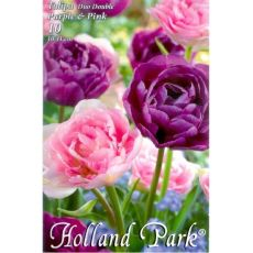 Tulipán Double Duo Purple & Pink 6ks, neskoré