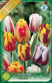 Tulipán Rembrandt mix 7ks