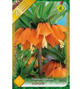 Fritillaria Aurora 1ks