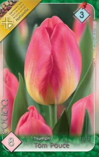 Tulipán Tom Pouce 5ks