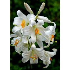 Lilium CANDIDUM (liečivá)