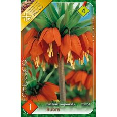 Fritillaria Imperialis Rubra 1ks