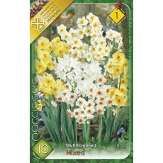 Narcis multiflowered mixed 8ks