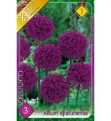 Allium Aflatunense 3ks