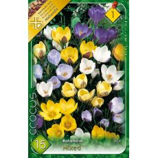 Krokus Botanical mix 10ks