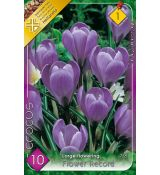 Krokus Flower Record 8ks