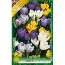 Krokus Large flovering 8ks