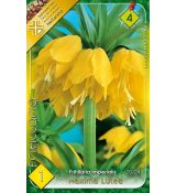 Fritillaria Lutea 1ks