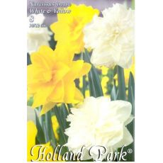 Narcis Duo Double White & Yellow 6ks
