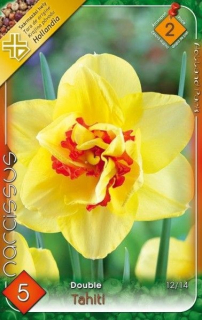 Narcis Double Tahity 5ks