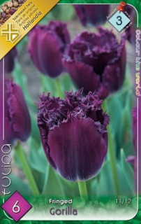 Tulipán Gorilla 6ks