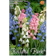 Hyacinthoides mix