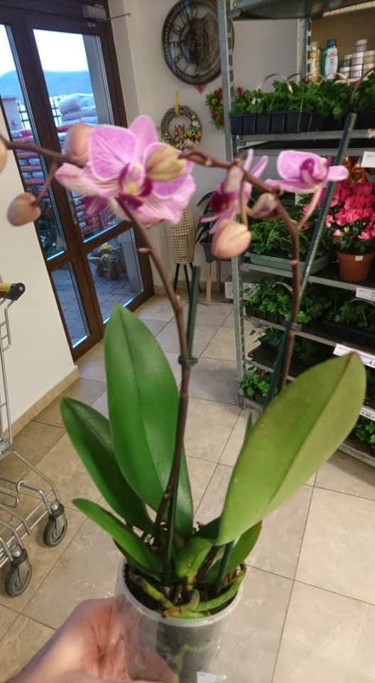 Phalaenopsis Multiflora výška 40 cm