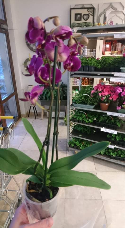Phalaenopsis Multiflora výška 40 cm